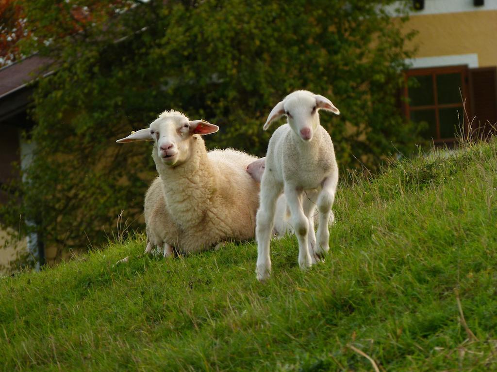 Landgasthof Entenwirt Tarsdorf Eksteriør billede